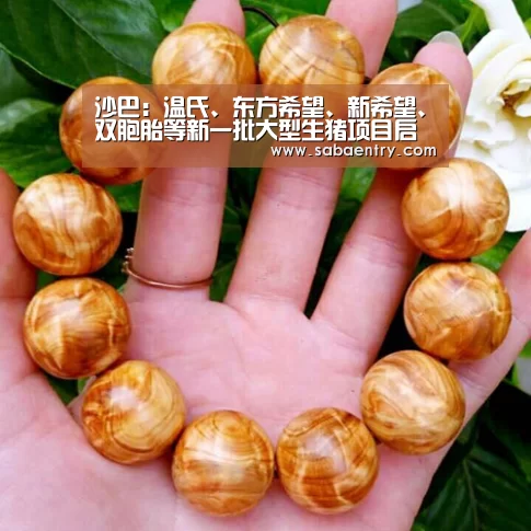沙巴:温氏、东方希望、新希望、双胞胎等新一批大型生猪项目启动一览(图1) 沙巴